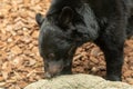 Sad black bear. Wild adult black Bear Royalty Free Stock Photo