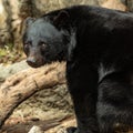 Sad black bear. Wild adult black Bear Royalty Free Stock Photo