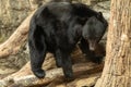 Sad black bear. Wild adult black Bear Royalty Free Stock Photo