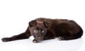 Sad black crossbreed dog lying. isolated on white background