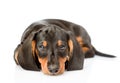 Sad black dachshund puppy lying in front view. isolated on white background Royalty Free Stock Photo