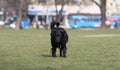 Sad Black Dog Alone in the Park Royalty Free Stock Photo