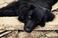 Sad black dog is laying on outdoors Royalty Free Stock Photo