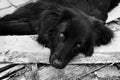 Sad black dog is laying on outdoors Royalty Free Stock Photo