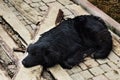 Sad black dog is laying on outdoors Royalty Free Stock Photo