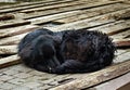 Sad black dog is laying on outdoors Royalty Free Stock Photo