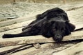 Sad black dog is laying on outdoors Royalty Free Stock Photo