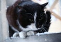 Sad black frozen cat sits under a snowfall