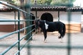 Sad black horse locked in a barn. Looking from behind bars, surrounded by metal grid. Domesticated animal slavery in rural village Royalty Free Stock Photo