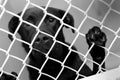 Sad Black Labrador Retriever mix dog behind chain link fence in animal control shelter pound kennel Royalty Free Stock Photo