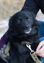 Sad black mongrel homeless dog in an animal shelter Royalty Free Stock Photo