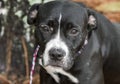 Sad black and white female Boxer Pitbull dog with old scars Royalty Free Stock Photo