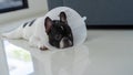 Sad black and white French Bulldog wearing a protective veterinary collar after a surgical operation Royalty Free Stock Photo