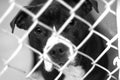 Sad Black and White Pitbull dog behind chain link fence in animal control shelter pound kennel Royalty Free Stock Photo