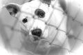 Sad black and white Pitbull mix dog behind chain link fence in animal control shelter pound kennel Royalty Free Stock Photo