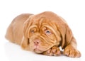 Sad Bordeaux puppy dog. isolated on white background Royalty Free Stock Photo
