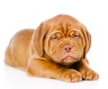 Sad Bordeaux puppy dog. isolated on white background Royalty Free Stock Photo