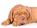 Sad Bordeaux puppy dog. isolated on white background Royalty Free Stock Photo