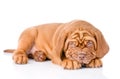 Sad Bordeaux puppy dog. isolated on white background Royalty Free Stock Photo