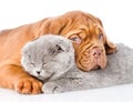 Sad Bordeaux puppy hugs sleeping cat. isolated on white background Royalty Free Stock Photo