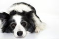 SAD BORDER COLLIE DOG LYING DOWN ISOLATED ON WHITE BACKGROUND Royalty Free Stock Photo