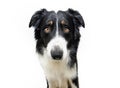 Sad border collie puppy dog with annoyed expression face. Isolated on white background Royalty Free Stock Photo