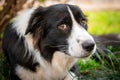 Sad Border Collie puppy lying on the grass