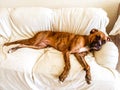 sad boxer dog Royalty Free Stock Photo