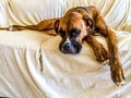 sad boxer dog Royalty Free Stock Photo