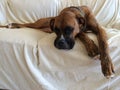 Sad boxer dog Royalty Free Stock Photo
