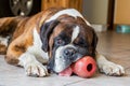 Sad boxer dog chewing its toy, Italy Royalty Free Stock Photo