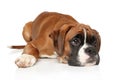 Sad Boxer dog puppy waiting for the owner Royalty Free Stock Photo