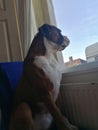 Sad boxer dog waiting for his owner to come home Royalty Free Stock Photo