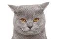 Sad British Shorthair cat Royalty Free Stock Photo