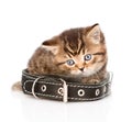 sad british tabby kitten with collar. isolated on white background Royalty Free Stock Photo