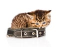 sad british tabby kitten with collar. isolated on white background Royalty Free Stock Photo