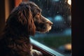 Sad brown dog looking away by window and waiting for his owner. Alone pet at home Royalty Free Stock Photo