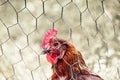 Sad brown hen in chicken cage. Behind fence. Animal abuse, cruelty to animals. Hen cages, battery cage. Chicken flu, diseases. Royalty Free Stock Photo