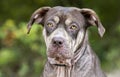 Sad Shar Pei Pitbull mix dog with mange