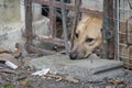 Sad brown Thai dog showing the unhappy from its eye. It`s in the old cage