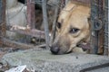 Sad brown Thai dog showing the unhappy from its eye. It`s in the old cage