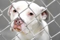 Sad Bulldog Pitbull dog behind chain link fence in animal control shelter pound kennel Royalty Free Stock Photo