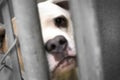 Sad Bulldog Pitbull dog behind chain link fence in animal control shelter pound kennel Royalty Free Stock Photo