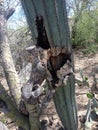 Sad cactus Arizona torn by paloverde