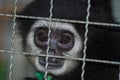 Sad caged black monkey Royalty Free Stock Photo