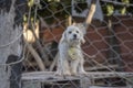 Caged dog sad Royalty Free Stock Photo