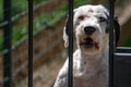 Caged dog portrait barking at you Royalty Free Stock Photo