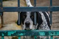 Caged dog portrait looking at you Royalty Free Stock Photo