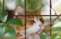 Sad cat in the cage Royalty Free Stock Photo