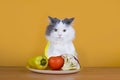 Sad cat on a diet before the emptiness of plate Royalty Free Stock Photo